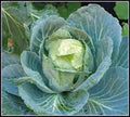 Cabbage Seeds - 500 Non-GMO Heirloom Golden Acre Variety - Brassica oleracea