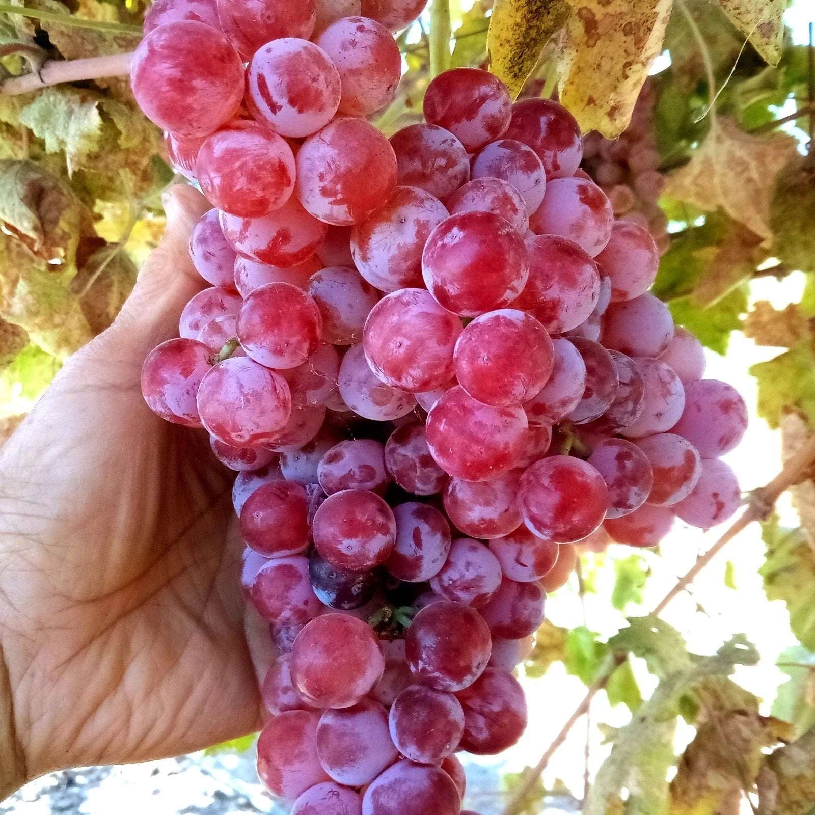 Globe Seedless Grape Vine Cuttings - Bulk Thin Cuttings (50) - Vitis vinifera