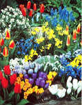 Spring Flower Garden Kit - 50 Fall Bulbs for Planting - Colorful Varieties - Bulb Planting Mix for Spring Blooms