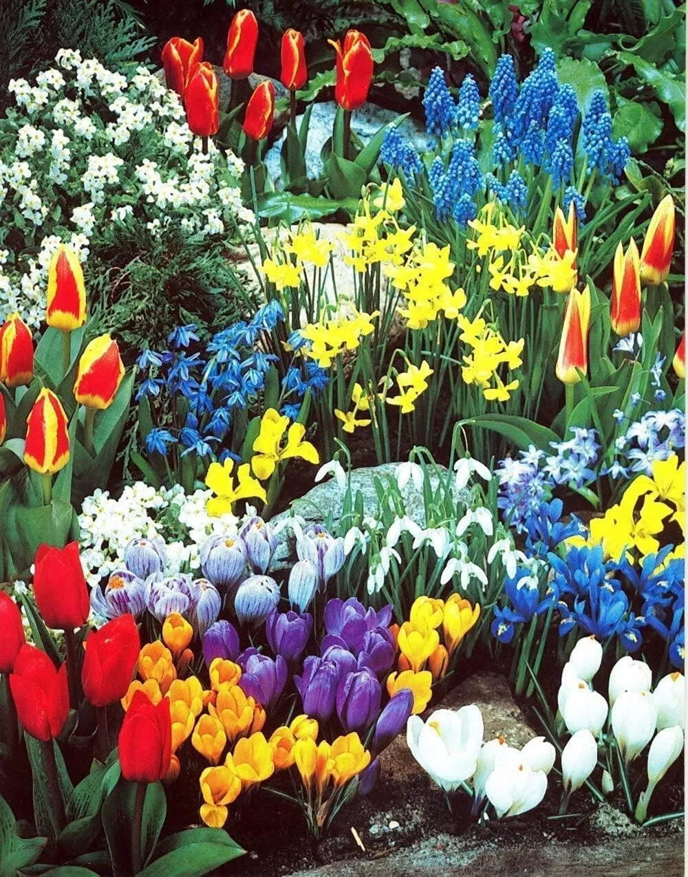 Spring Flower Garden Kit - 50 Fall Bulbs for Planting - Colorful Varieties - Bulb Planting Mix for Spring Blooms
