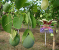 Sweet Calabash Seeds (30 Seeds) - Passiflora maliformis - Tropical Fruit Seeds for Planting