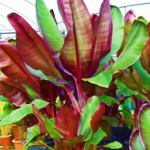 Ensete Maurelii 5-9" Live Plant | Red Abyssinian Banana Tree | Tropical Variety | False Red Musa