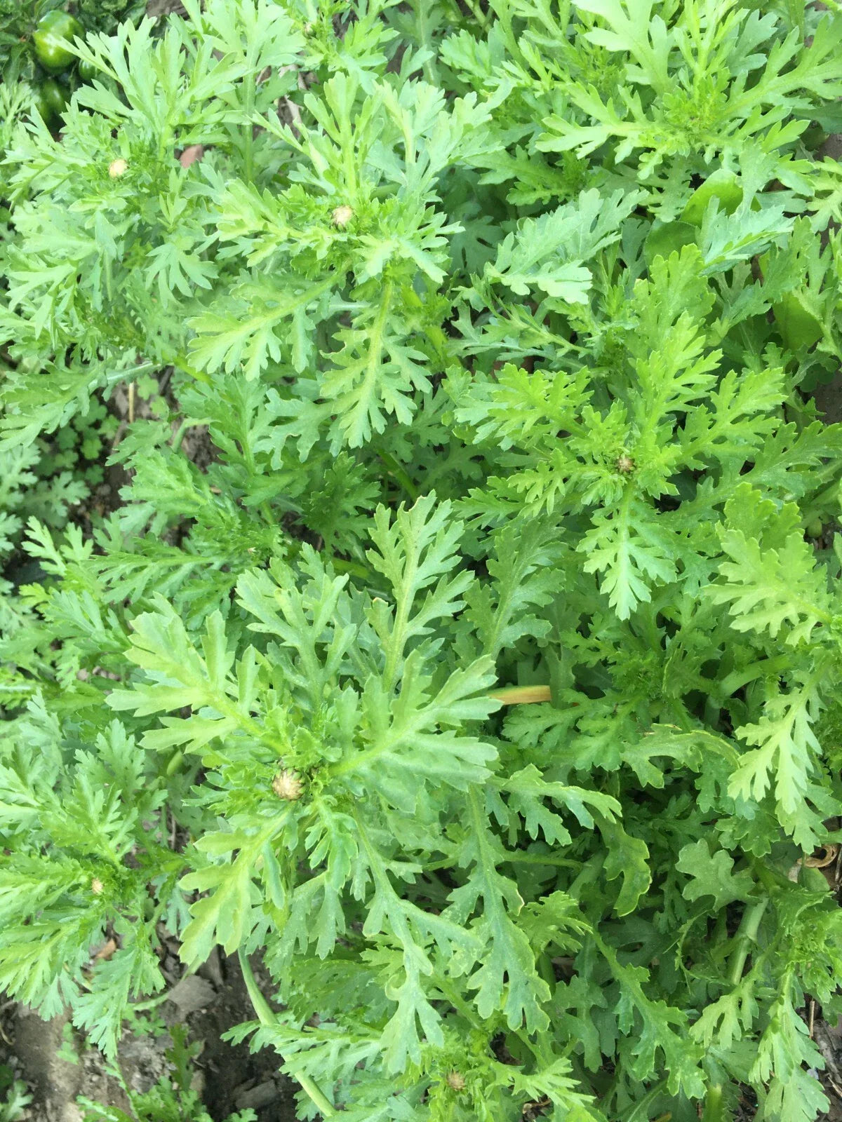Tong Ho Choy Seeds - 200+ Edible Chrysanthemum Seeds, Shungiku Ssukgat Tan, Serrated Leaf - Perfect for Home Gardening