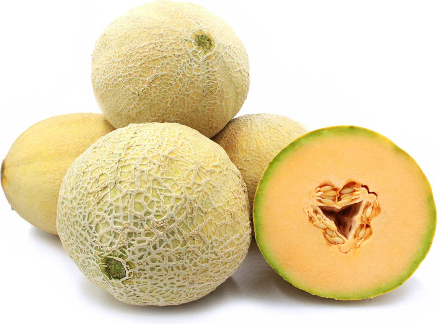 Goddess Cantaloupe Seeds - Fresh Cantaloupe Seeds for Planting - Cucumis melo