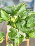 Golden Pothos Cutting - Large Leaf Indoor Plant - Epipremnum aureum - Easy Care, May Include Freebie