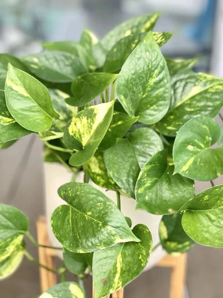 Golden Pothos Cutting - Large Leaf Indoor Plant - Epipremnum aureum - Easy Care, May Include Freebie