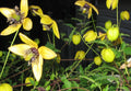 Clematis Seeds - 15 Pack Aztek Yellow Perennial Vine - GroCo