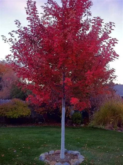 Red Maple Seedling Plant 8 Inches Bare Root Acer rubrum Live Tree