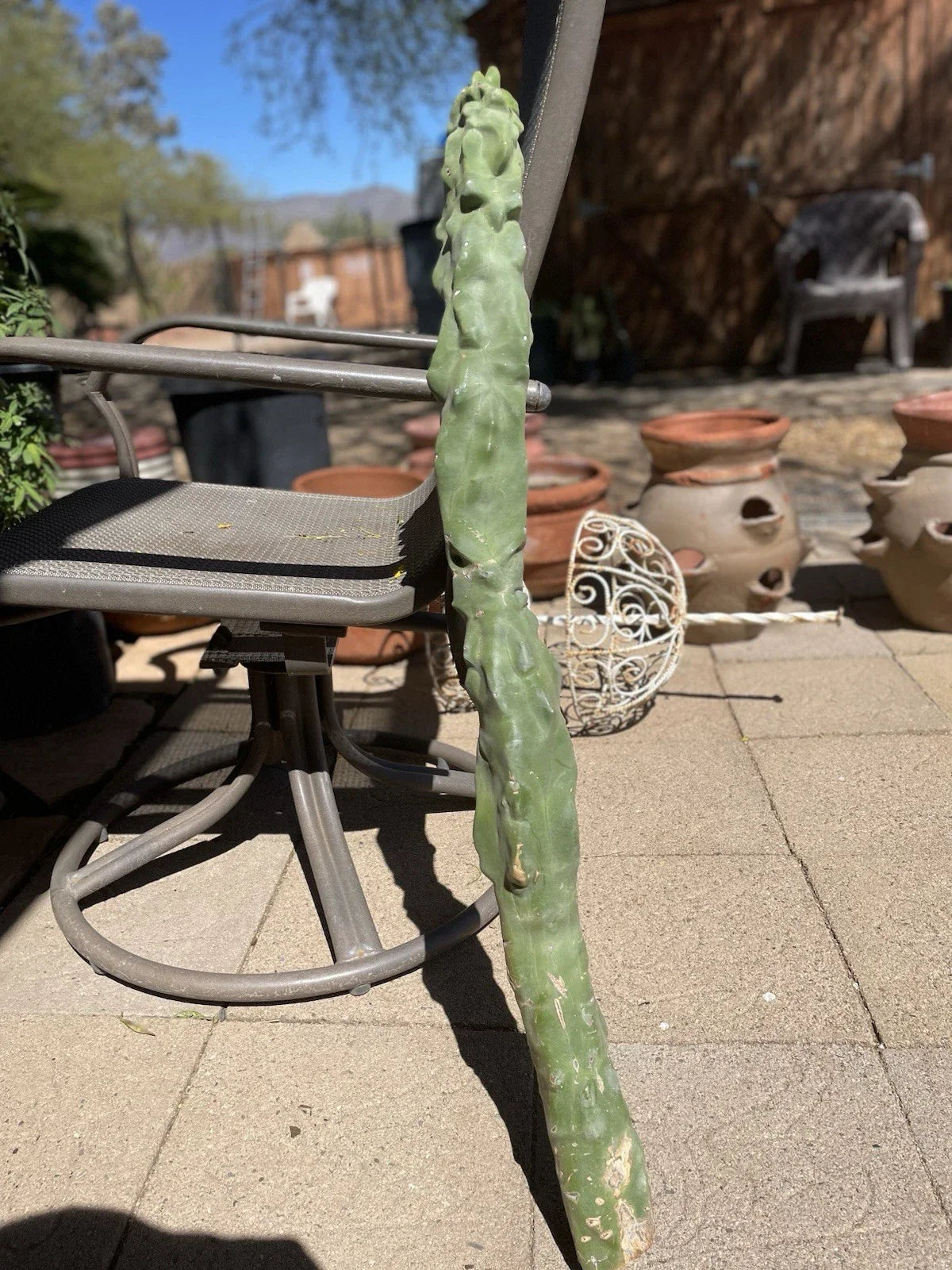 Totem Pole Cactus Cutting - 3ft Rare Exotic Plant - Unique Indoor/Outdoor Decor - Lophocereus schottii