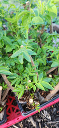 Black Elderberry Plants Live Bush Cuttings - Sambucus - Rooted Cuttings for Garden and Landscape