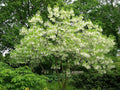 Fringe Tree Seeds, 5 Seeds, Chionanthus virginicus, Native Flowering Tree Seeds for Garden or Landscaping