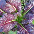 Japanese Giant Red Mustard Greens Seeds - 500+ Count - Non-GMO - Brassica juncea
