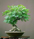 Moringa Tree Bonsai Seeds | 20+ Seeds | Tree of Life | Highly Nutritious Moringa oleifera