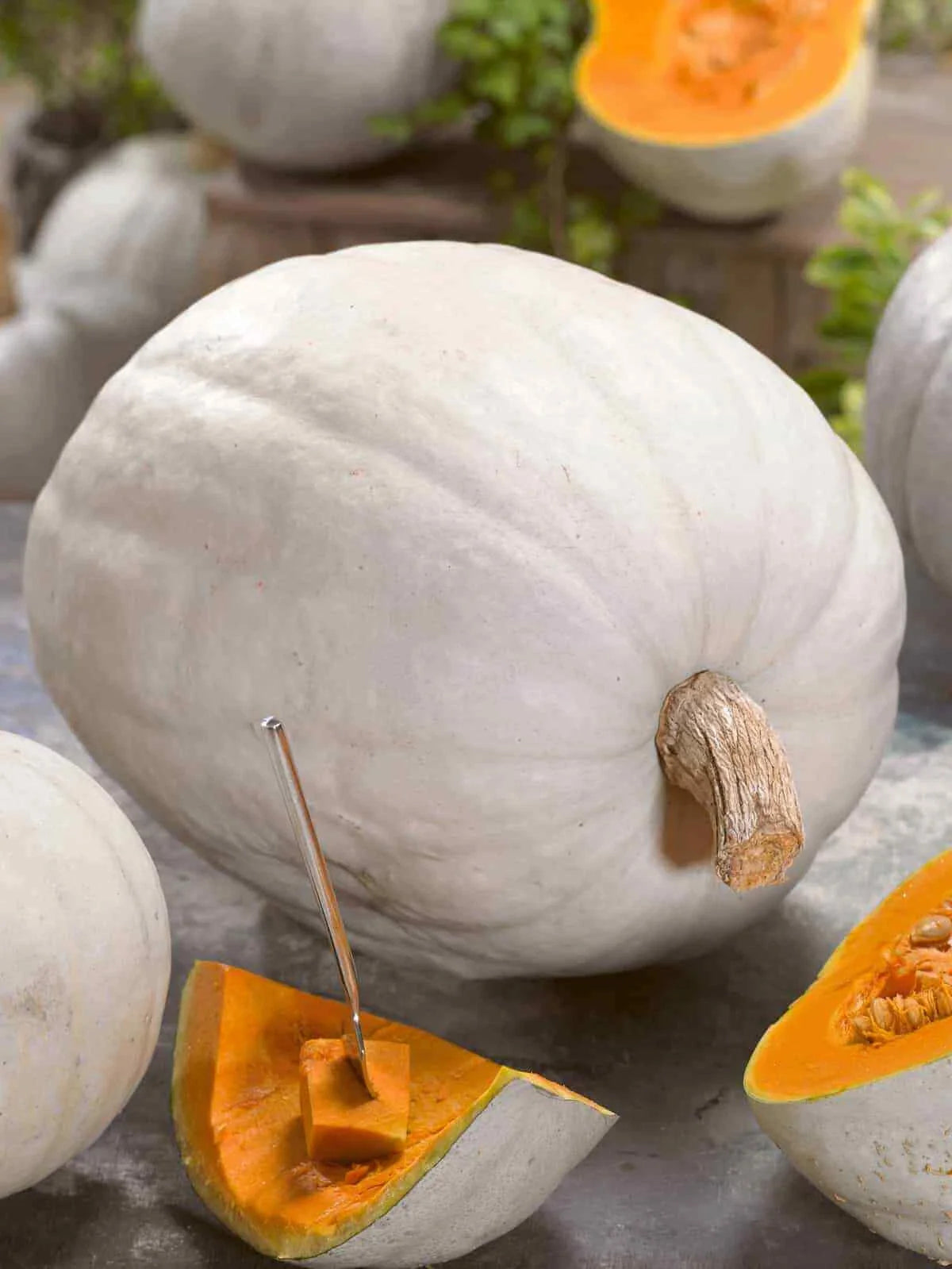 Super Moon Pumpkin Seeds - Fresh Seed - Heirloom Variety - Cucurbita pepo