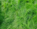 Creeping Red Fescue Seeds - 1,000 Seeds - Festuca rubra - Ideal for Lawns, Erosion Control, Shade Tolerance