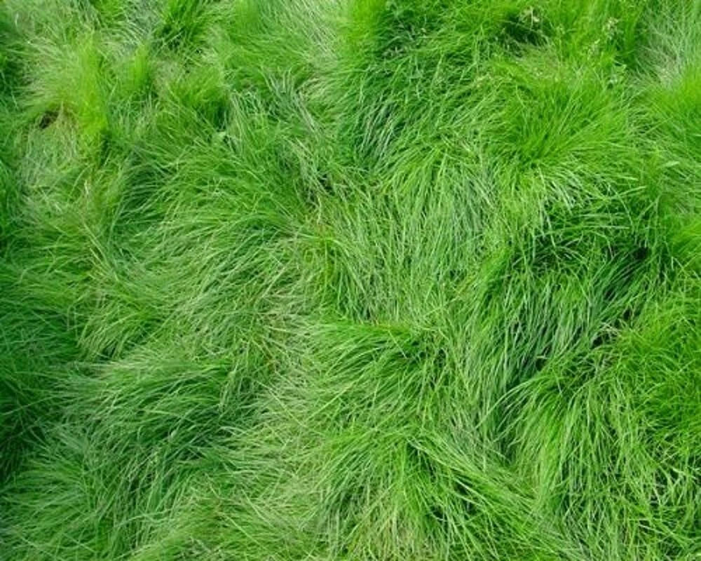 Creeping Red Fescue Seeds - 1,000 Seeds - Festuca rubra - Ideal for Lawns, Erosion Control, Shade Tolerance