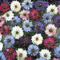 Love in a Mist Seeds - 475 Count Mix - Nigella damascena - USA GroCo, Buy 15 Ships Free