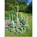 Great Mullein Seeds, 200 Heirloom Organic Seeds, Verbascum thapsus, Non-GMO, Medicinal Herb