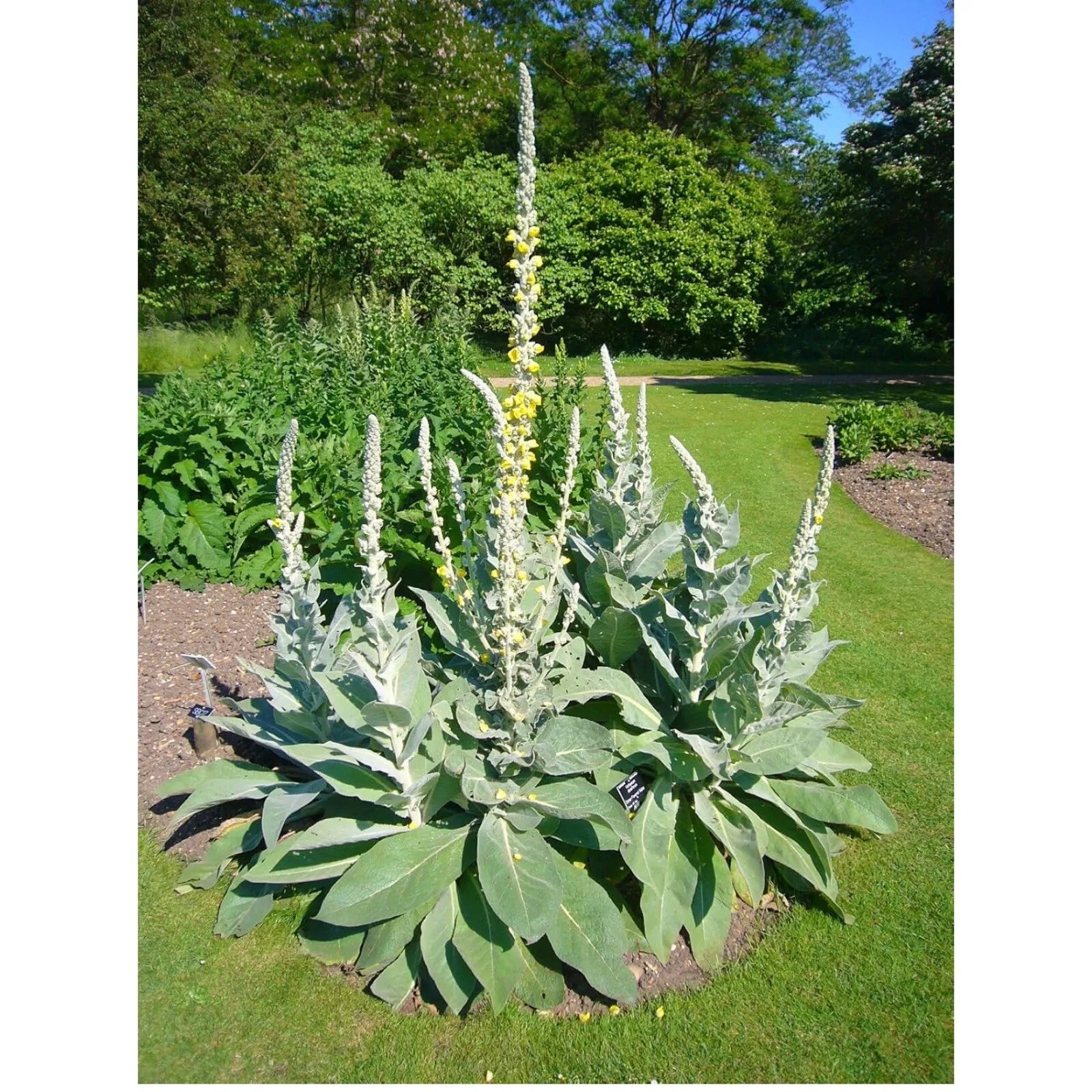 Great Mullein Seeds, 200 Heirloom Organic Seeds, Verbascum thapsus, Non-GMO, Medicinal Herb