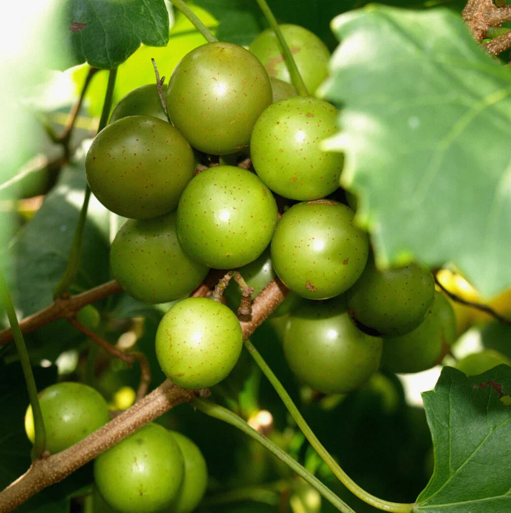 Muscadine Vine Cuttings - 8 Carlos & 8 Bronze Scuppernong - Rooting Grape Scion - Vitis rotundifolia