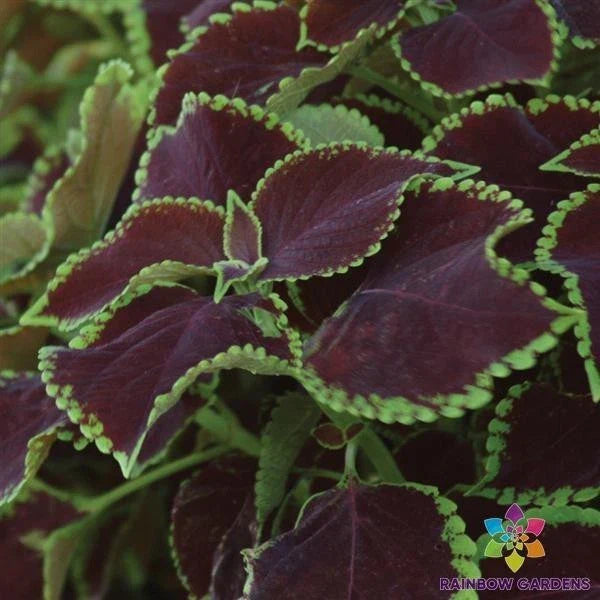Premium Sun Chocolate Mint Coleus Seeds - 25+ Pack - Perfect for Garden - Coleus blumei