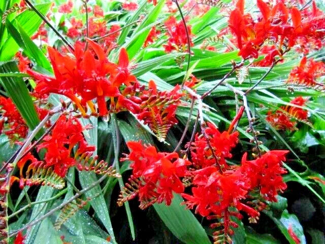 Crocosmia Lucifer Seeds, 112 Count, Bright Red Flowers, Easy to Grow, USA Seller