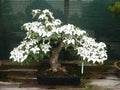 Flowering Dogwood Bonsai Tree Seeds - 20 Count - Cornus florida - Indoor Gardening, Bonsai Cultivation, Native Plants