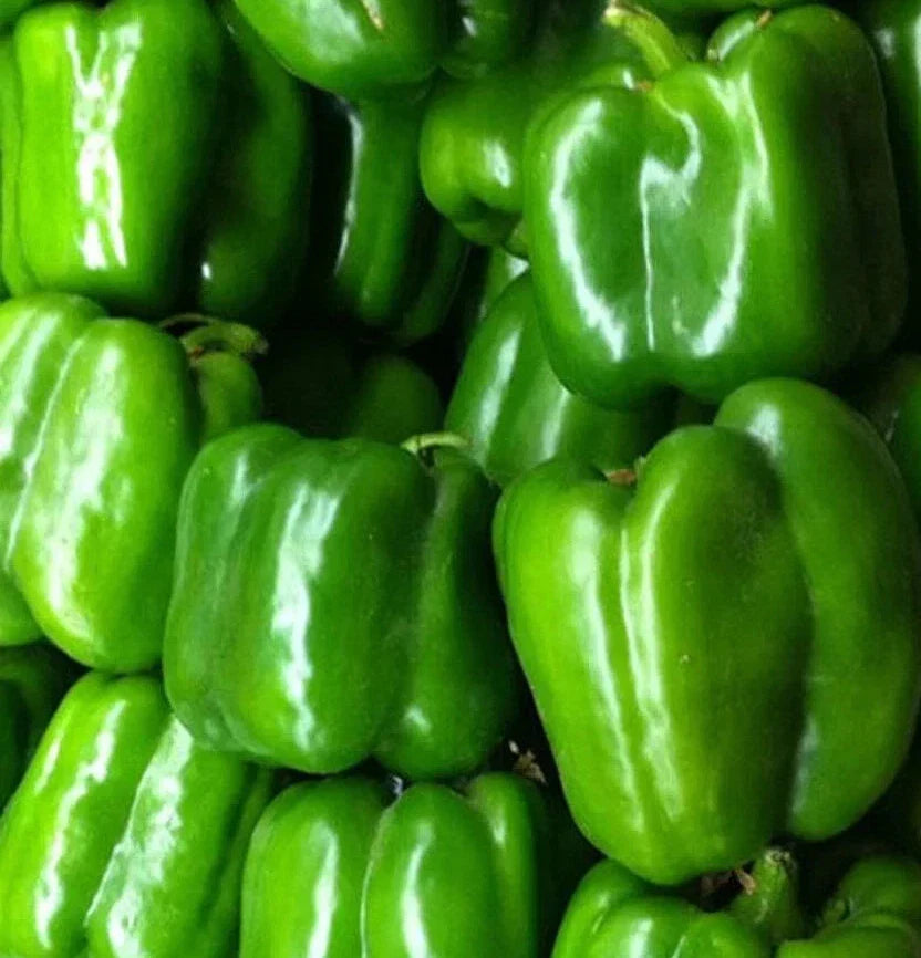 Green Bell Pepper Seeds 50+ Keystone Resistant Giant Sweet Capsicum Annuum