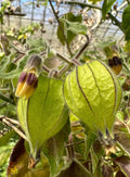 Goldenberry Cuttings - 6 'Giant' Physalis peruviana Plants for Propagation