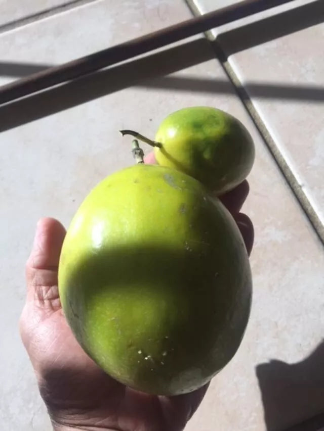 Organic Passionfruit Seedling 7-10" Tall Yellow Lilikoi (Passiflora edulis flavicarpa) Live Plant for Home Garden