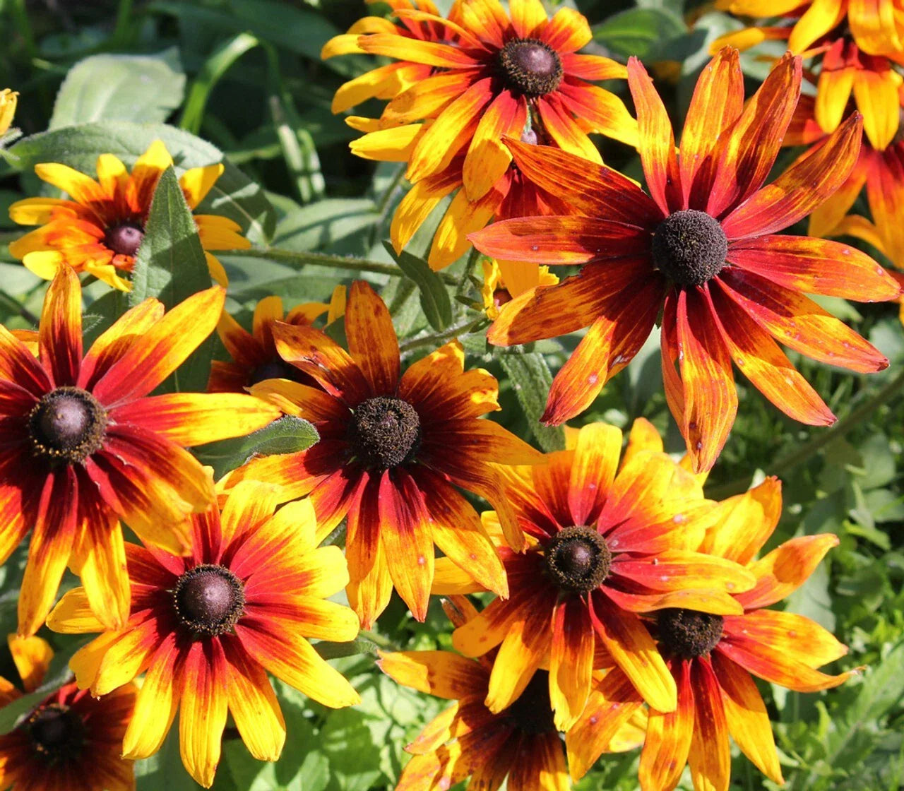 Gloriosa Black-eyed Susan Daisy Seeds - 200+ Seeds for Garden - Rudbeckia hirta - USA Grown, Free Shipping