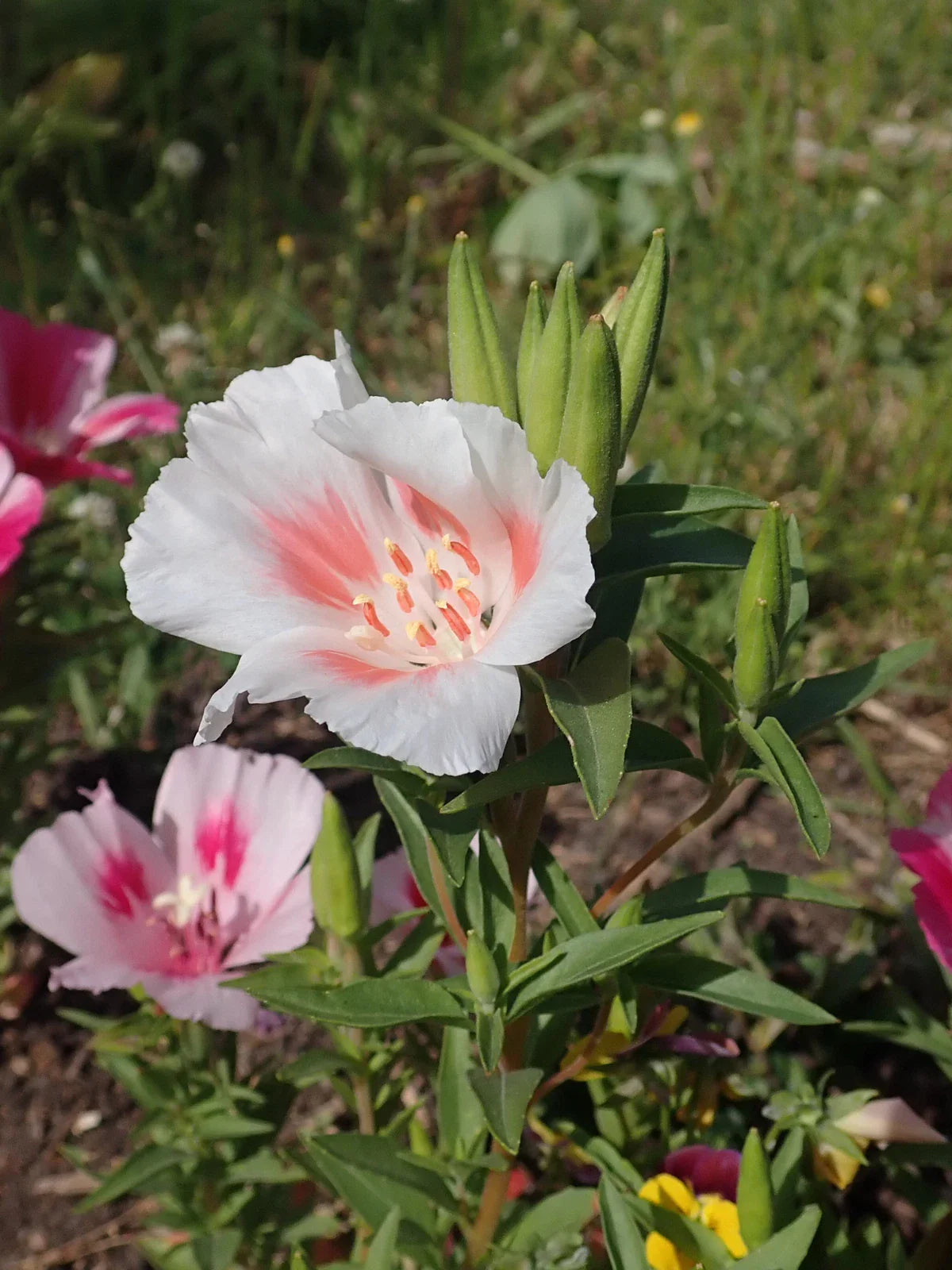 Clarkia Amoena Seeds - 3,000 Count - White Farewell to Spring - Non-GMO - Flower Seeds for Garden Planting