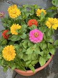 Dahlia Flowered Zinnia Seeds - 100+ Non-GMO Mix, Attracts Butterflies & Bees - Zinnia elegans