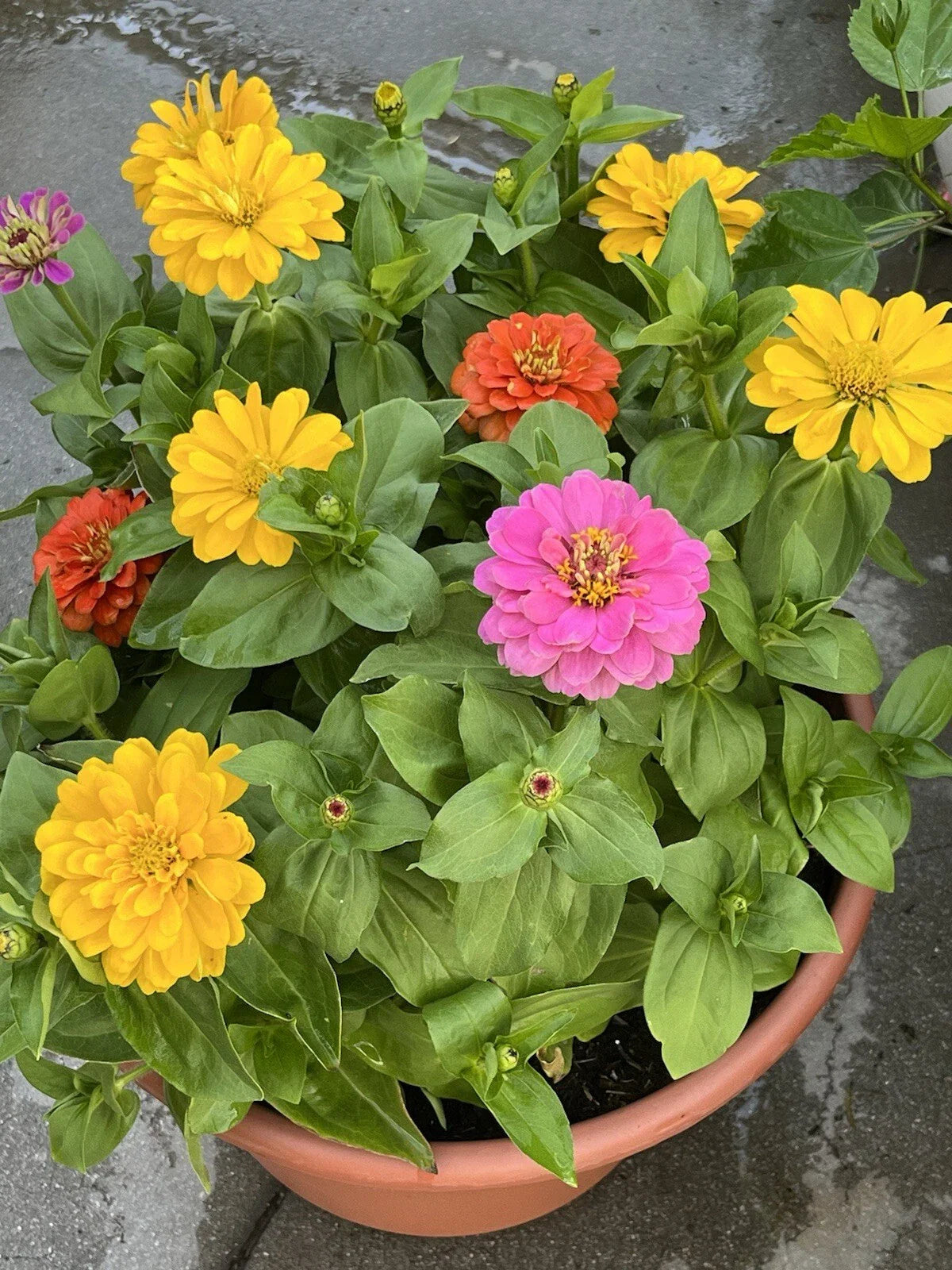 Dahlia Flowered Zinnia Seeds - 100+ Non-GMO Mix, Attracts Butterflies & Bees - Zinnia elegans