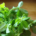 Fenugreek Seeds 400 Count Non-GMO Trigonella foenum-graecum for Growing Herbs