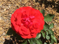 Rose Cuttings - Scarlet Bounty - Winter-Blooming Shrub Type - Rosa 'Scarlet Bounty'