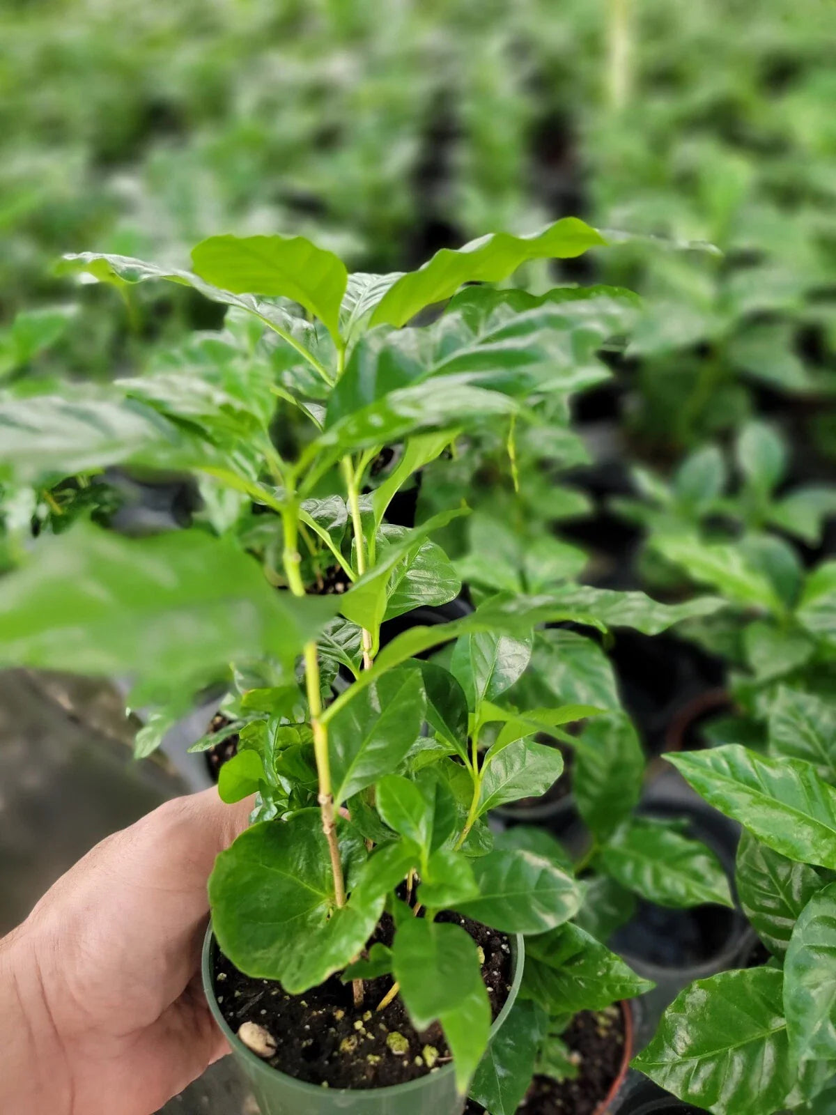 Coffee Arabica Plants 6-10 Inches Tall in 4 Inch Pot, Multiple Plants Per Pot, Coffea arabica