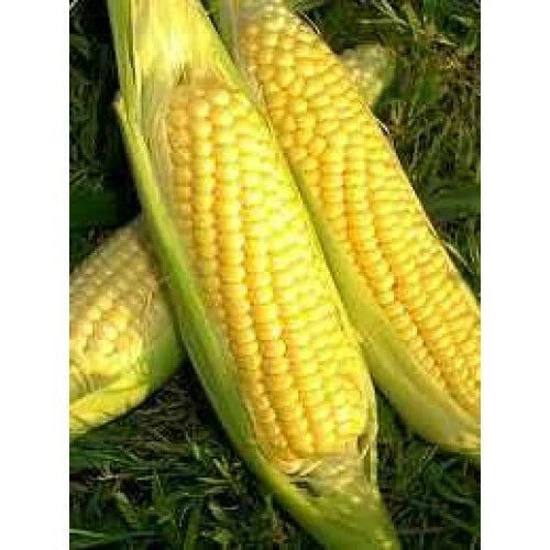 Sweet Corn Seed - Golden Bantam Variety - Non-GMO Fresh Seeds - Zea mays