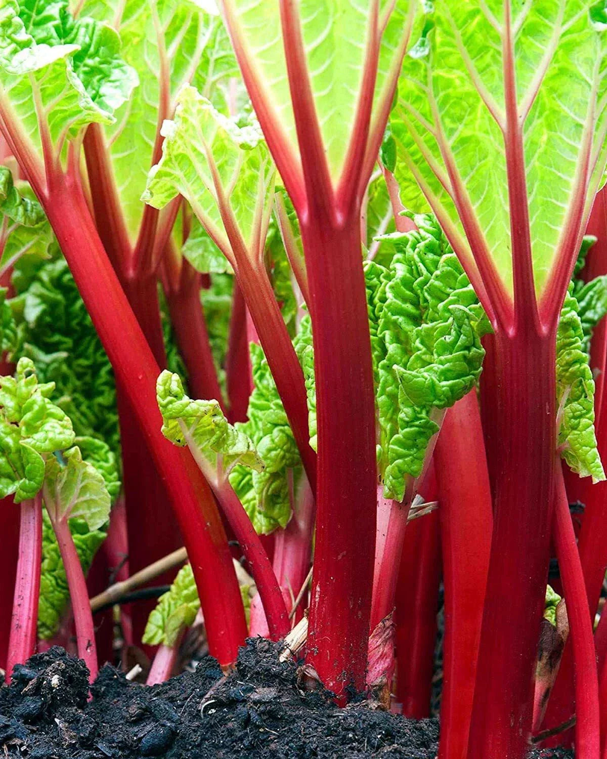 Victoria Rhubarb Crown Seeds - 50+ Seeds for Planting - Red Swiss Chard Vegetable Seed - Rheum x hybridum