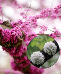 Eastern Redbud Tree 20 Seeds - 10 Pink and 10 White Selection - Pre-Stratified, Ready to Plant - Cercis canadensis