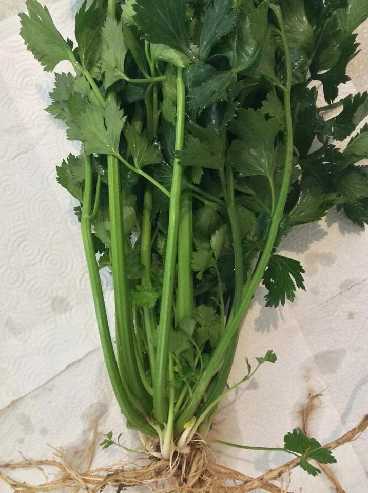 6 Celery Plants – Live Bare Root Transplants (Apium graveolens) | Young Celery Starts for Garden, Organic Veg, Heirloom Variety
