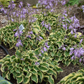 Hosta Plant in 5.25" Pot - Wrinkle in Time Variety - Hardy Perennial for Shade - Well Rooted Hosta