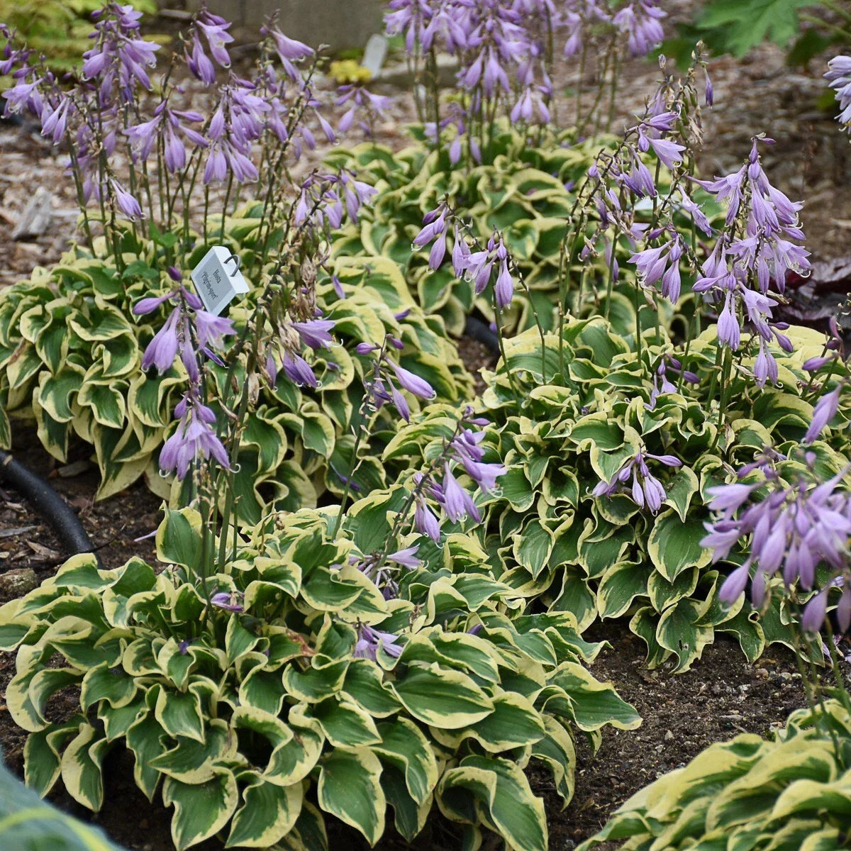 Hosta Plant in 5.25" Pot - Wrinkle in Time Variety - Hardy Perennial for Shade - Well Rooted Hosta