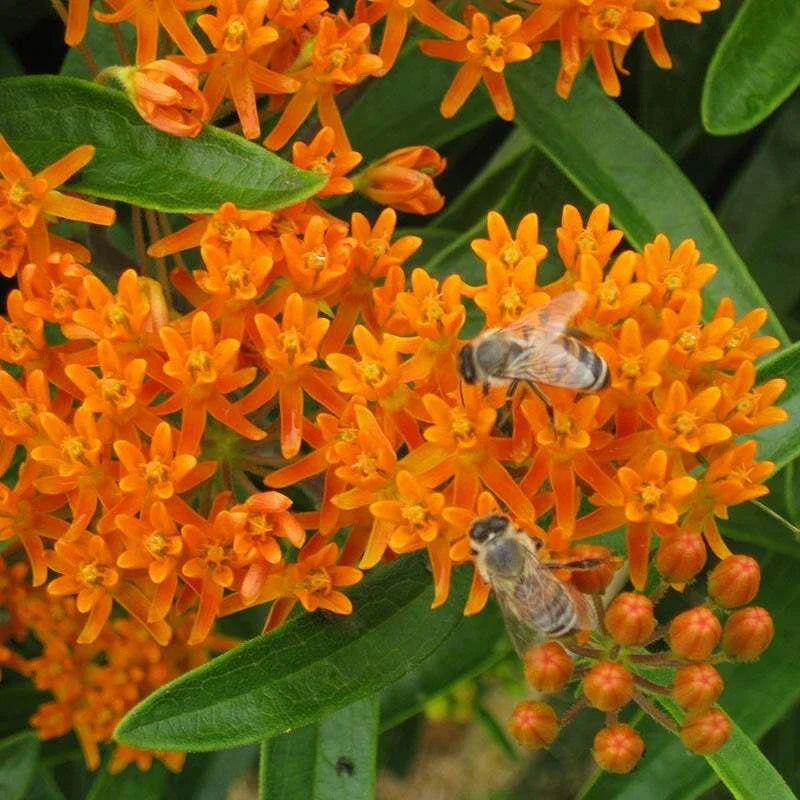Wildflower Seed Mix for Monarch Butterflies - 1000 Seeds, 27 Flower Species with Milkweed - Pollinator Garden Collection