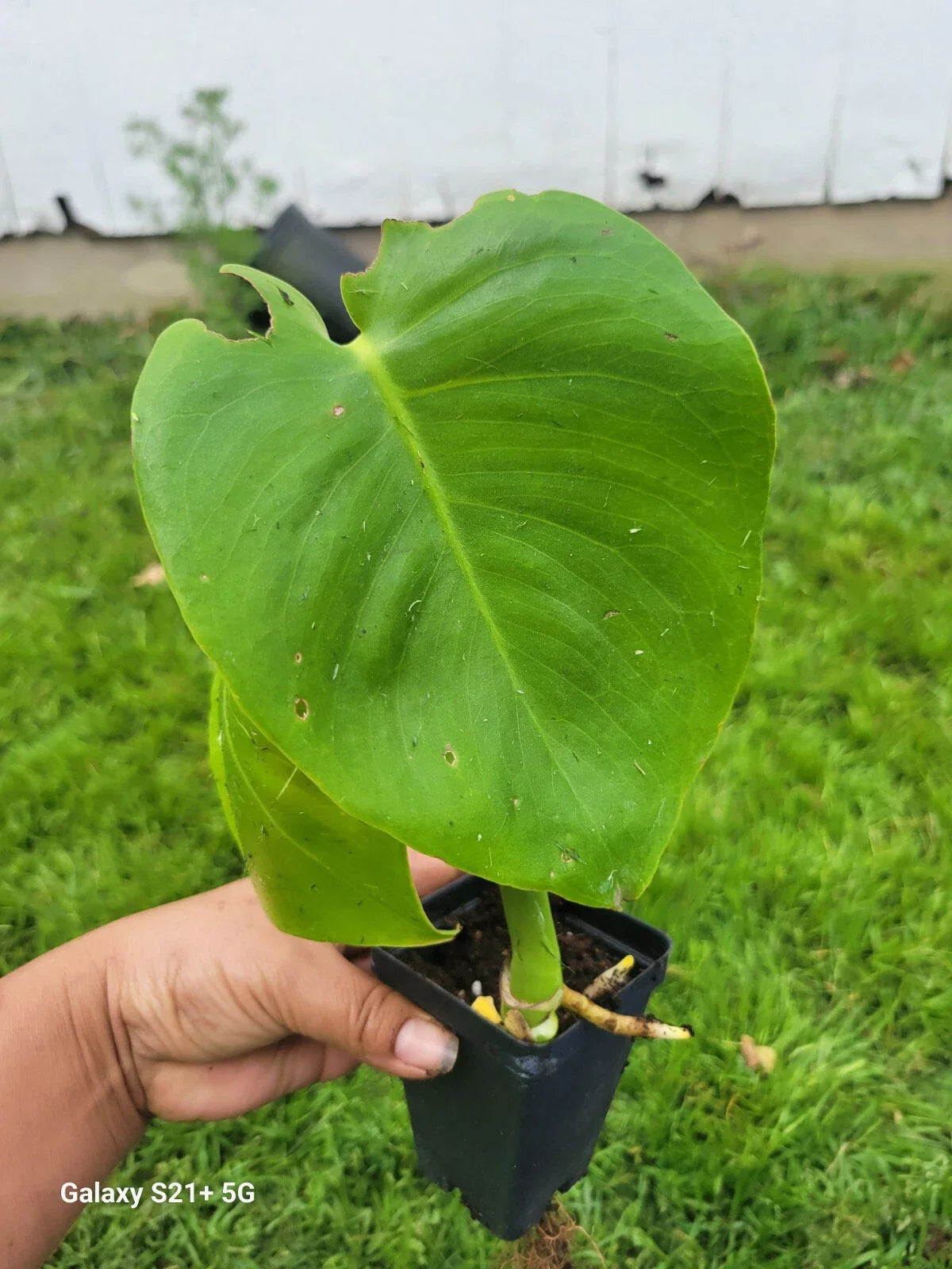 Monstera Deliciosa Plant | Small Split Leaf Philodendron | Indoor Houseplant | Tropical Greenery