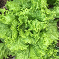 Grand Rapids Leaf Lettuce Seeds - Heirloom, NON-GMO Salad Greens, TBR, Organic Gardening