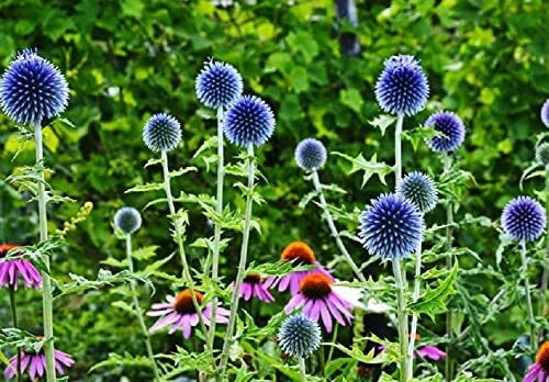 Globe Thistle Seeds - 30 Pack - Exotic Blue Echinops ritro - Perennial Flowering Plant Seeds for Garden