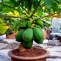 Dwarf Solo Waimanalo Tree Seeds - 20 Pack - Fast Fruit Houseplant - Carica Papaya