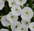 Petunia Plants Plugs 10 Count Baby Shock Wave White Coconut Yellow Center (Petunia × hybrida) Annual Live Garden Flowers