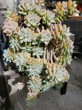 Hanging Succulent Cuttings - 5 Pack - No Roots - Assorted Varieties - Ideal for DIY Planters and Decor